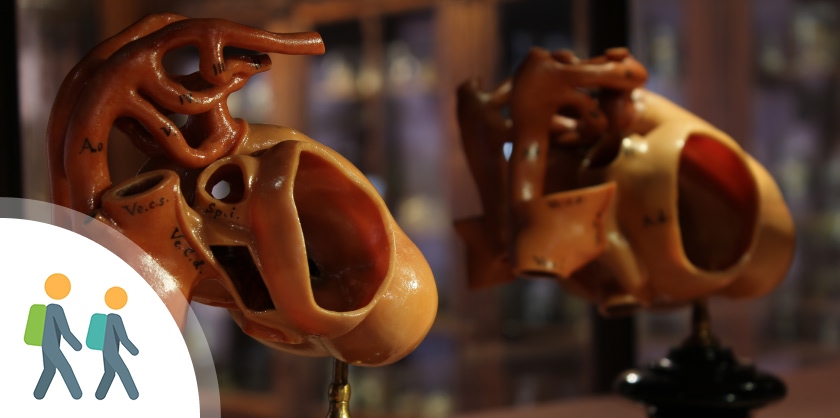Special Schools - MUSA - Museo Anatomico Vanvitelli